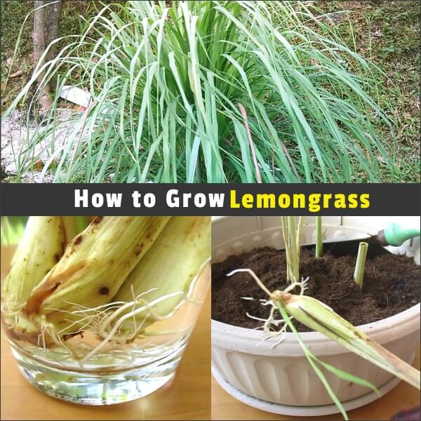 Propagating and Growing Lemongrass from Store-Bought Stalks